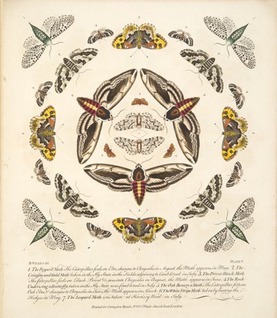 板块V，来自蝴蝶和飞蛾的罕见描述，酒吧。 1764年（手工彩色雕刻） 作者 本杰明·威尔克斯