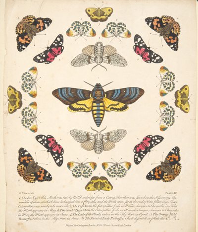 图版XII，来自《蝴蝶和飞蛾的罕见描述》，出版。1764年（手绘版画 作者 本杰明·威尔克斯