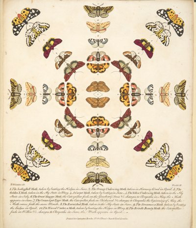 第十一板，来自蝴蝶和飞蛾的罕见描述，酒吧。 1764年（手工彩色雕刻） 作者 本杰明·威尔克斯
