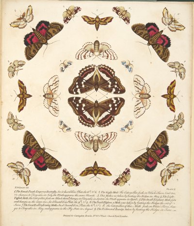板块X，来自蝴蝶和飞蛾的罕见描述，酒吧。 1764年（手工彩色雕刻） 作者 本杰明·威尔克斯