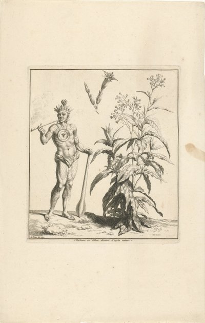 烟草植物和美洲原住民
Nicotiane ou Tabac d