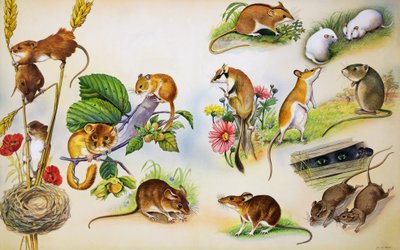 老鼠（水粉纸） 作者 伯特·伊洛斯