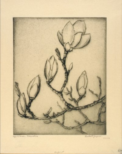 四月花蕾--玉兰 作者 伯莎·E·雅克