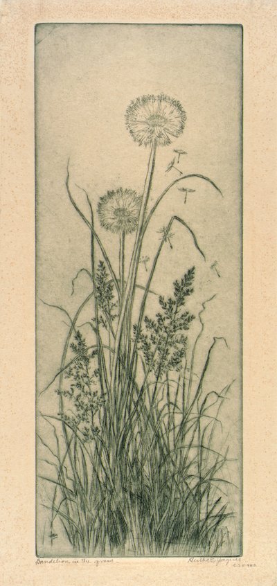 草丛中的蒲公英 作者 伯莎·E·雅克