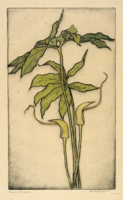 绿龙 作者 伯莎·E·雅克