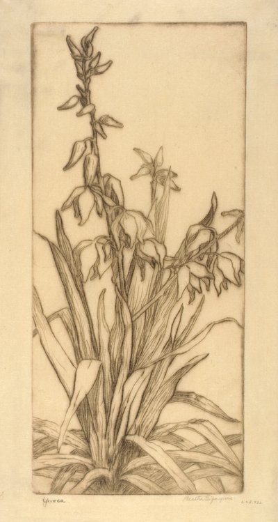 虞美人 作者 伯莎·E·雅克