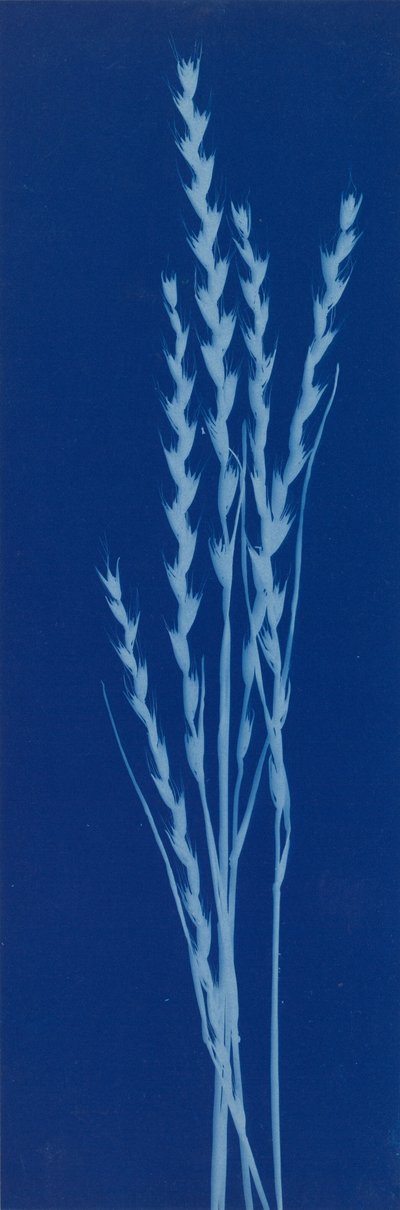 达内尔 作者 伯莎·伊芙琳·雅克