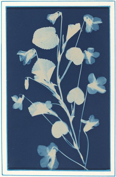 无题》，约1900年。 作者 伯莎·伊芙琳·雅克
