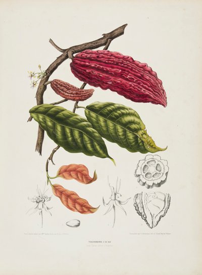 Theobroma, Cacao tree, c1840-1890. 作者 伯特·胡拉·范·诺滕