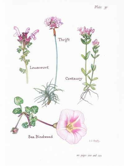Lousewort，Thrift或Sea Pink，Centaury，Sea Bindweed，1951 作者 贝西·D·英格利斯