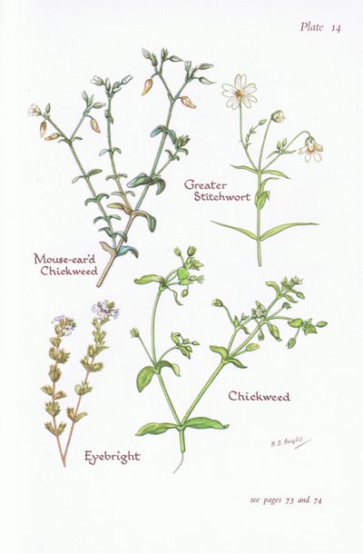 鼠耳草，大针茅，鹅肠菜，小米草，1951年 作者 贝西·D·英格利斯