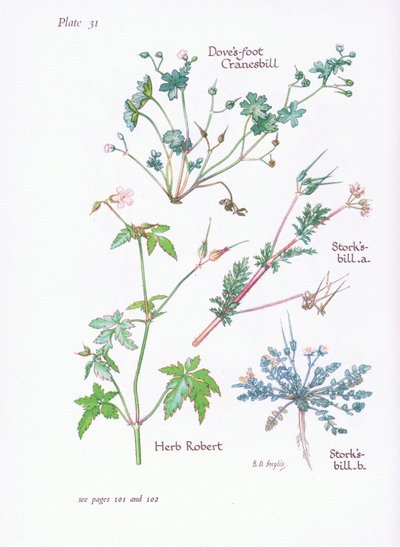 Storks Bill，Doves Foot，Cranesbill，Herb Robert，1951 作者 贝西·D·英格利斯