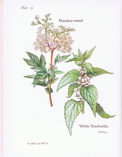 白色Deadnettle，草甸甜，1951年 作者 贝西·D·英格利斯