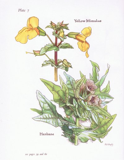 黄色Mimulus，Henbane，1951年 作者 贝西·D·英格利斯