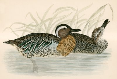 Garganey Teal 作者 Beverley R. Morris