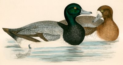 Scaup Duck 作者 Beverley R. Morris