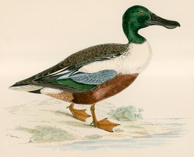 琵嘴鸭 作者 Beverley R. Morris
