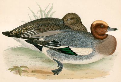 Wigeon 作者 Beverley R. Morris