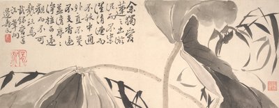 荷叶和水芦苇。 作者 边寿民