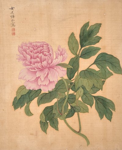  作者 