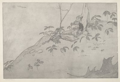 冬季绿色植物 作者 博尔顿布朗