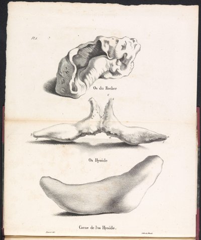 鲸鱼舌骨的三个部分，1827 年
Os du Rocher / Os Hyoid / Corne de l