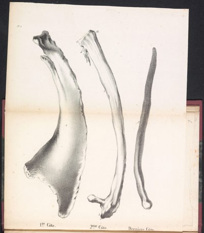 鲸鱼的三条肋骨，1827 年
1re Côte / 2me Côte / Derniere Côte （物上标题） 作者 让·巴蒂斯特·安布罗斯·马塞林·乔巴德