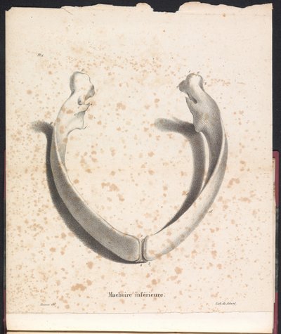 鲸鱼下颌, 1827年
鲸鱼下颌（标题在实物上） 作者 让·巴蒂斯特·安布罗斯·马塞林·乔巴德