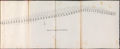 鲸鱼的脊背，1827 年
Colonne Vertébrale de la Baleine（物上标题） 作者 让·巴蒂斯特·安布罗斯·马塞林·乔巴德