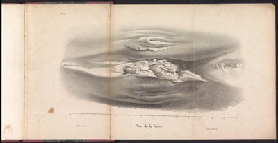 鲸鱼的雌性性器官，1827 年
Vue de la Vulve（物上标题） 作者 让·巴蒂斯特·安布罗斯·马塞林·乔巴德