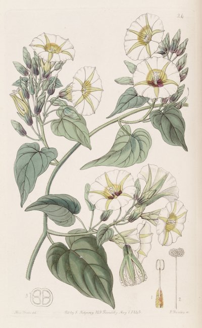 伞形梅 作者 Botanical Register