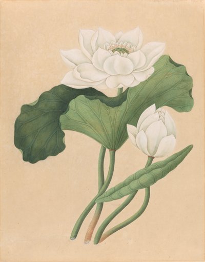 东印度莲(Nelumbo nucifera) 作者 英国 19 世纪