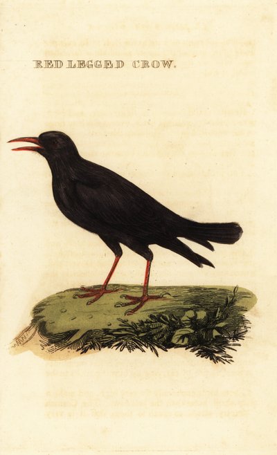 红嘴山鸦，Pyrrhocoraxpyrrhocorax 作者 英国学校