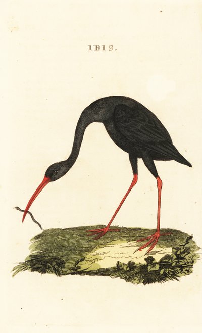 尖尾朱鹮 Cercibis oxycerca 作者 英国学校