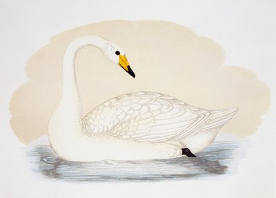 野天鹅（Cygnus cygnus），雕刻，英国 作者 英国学校