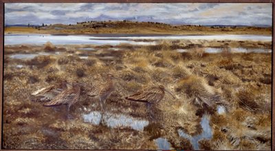 Curlews Birds in the marshes. Painting by Bruno Andreas Liljefors (1860-1939) 1913 Sun. 1,19x2,2 m 作者 布鲁诺·安德里亚斯·利耶佛斯（Bruno Andreas Liljefors）
