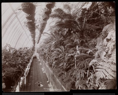 1894年纽约塔里敦海伦古尔德庄园（杰伊古尔德故居）的温室植物（银色明胶印刷品） 作者 拜伦公司