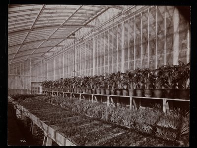 1894年纽约塔里敦海伦古尔德庄园（杰伊古尔德故居）的温室植物（银色明胶印刷品） 作者 拜伦公司