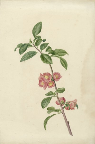 日本樱花的花枝 作者 CJ克鲁梅尔
