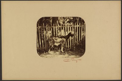 [山羊] 作者 卡米尔·西尔维（Camille Silvy）