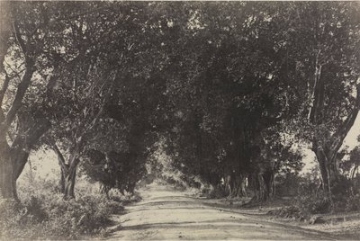 1858年，印度塞林汉姆，巴尼树大道。 作者 林奈·特里普船长