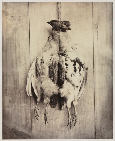 Partridges recto, 约1861年。 作者 N. 贝利船长