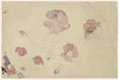 紫色和粉色的花卉研究 作者 Carel Adolph 狮子纪念章