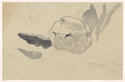 花卉研究 作者 Carel Adolph 狮子纪念章