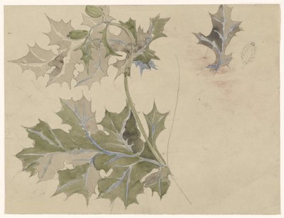 蓟叶 作者 Carel Adolph 狮子纪念章