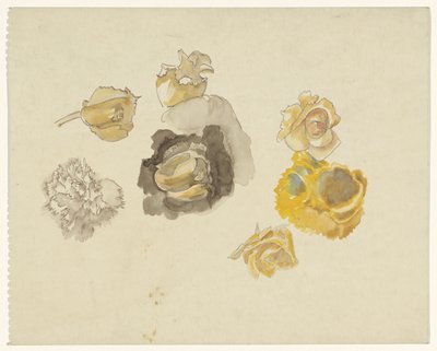 黄色花朵研究 作者 Carel Adolph 狮子纪念章