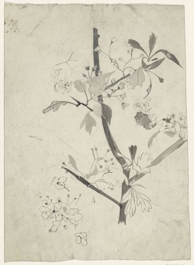带花的树枝 作者 Carel Adolph 狮子纪念章