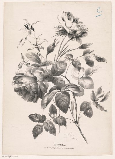 Twee rozen
Pictura （物品上的系列名称） 作者 范利尔兄弟