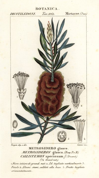 奥尔巴尼瓶子草，Callistemon speciosus 作者 卡里尼卡里尼