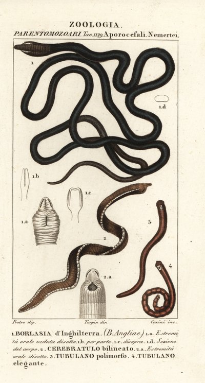 Bootlace 蠕虫, Lineus longissimus 1, Borlasia angliae 1, 长鼻蠕虫, Cerebratulus bilineatus 2, Cerebratulus bilineatus 2, 带状蠕虫, Tubulanus polimorphus 3, Tubulanus elegans 4 作者 卡里尼卡里尼